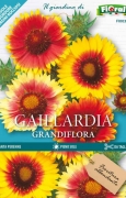GAILLARDIA Grandiflora