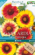 GAILLARDIA Grandiflora