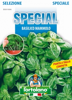 BASILICO Mammolo
