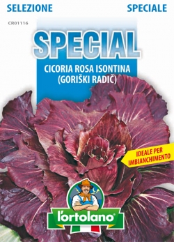 CICORIA Rosa Isontina