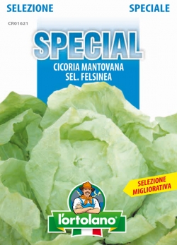 CICORIA Mantovana sel. Felsinea