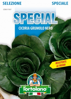 CICORIA Grumolo Nero