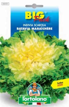 INDIVIA SCAROLA Batavia Maraîchère