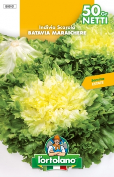 INDIVIA SCAROLA Batavia Maraîchère