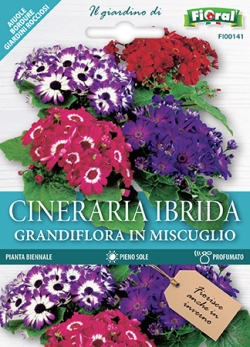 CINERARIA IBRIDA Grandiflora in miscuglio