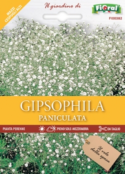 GIPSOPHILA PANICULATA