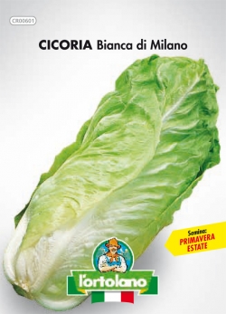 CICORIA Bianca di Milano