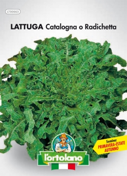 LATTUGA Catalogna o Radichetta