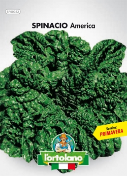 Spinacia oleracea