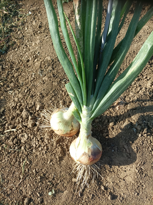 Immagine prodotto Cipolla VALENCIANA TEMPRANA