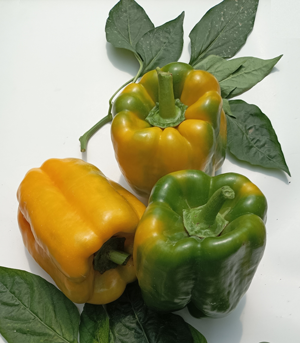 Immagine prodotto Peperone JANIS F1