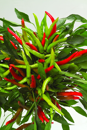 Immagine prodotto Peperone LINGUA DI FUOCO