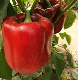 Immagine prodotto Peperone ROCKER F1