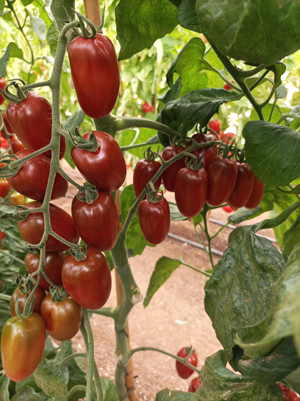 Immagine prodotto Pomodoro SAT 24002 F1