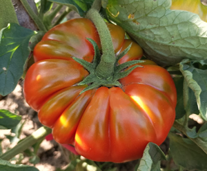 Immagine prodotto Pomodoro SAT 241029 F1