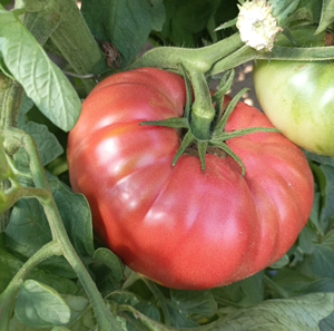 Immagine prodotto Pomodoro SAT 241045 F1