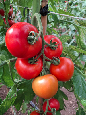 Immagine prodotto Pomodoro SAT 24126 F1