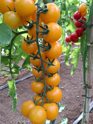 Immagine prodotto Pomodoro SAT 24193 F1