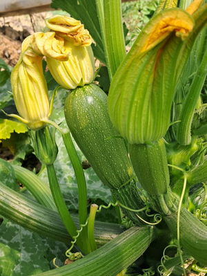 Immagine prodotto Zucchino SAT 24069 F1